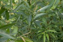 Image of Missouri River willow