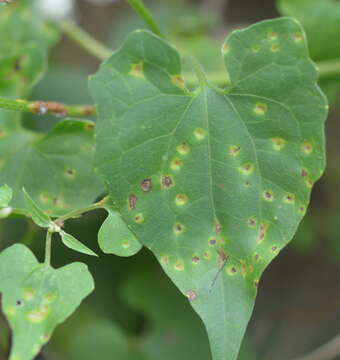 Sivun Puccinia spegazzinii De Toni 1888 kuva