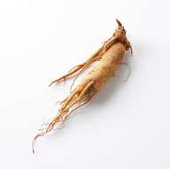 Image of Chinese ginseng