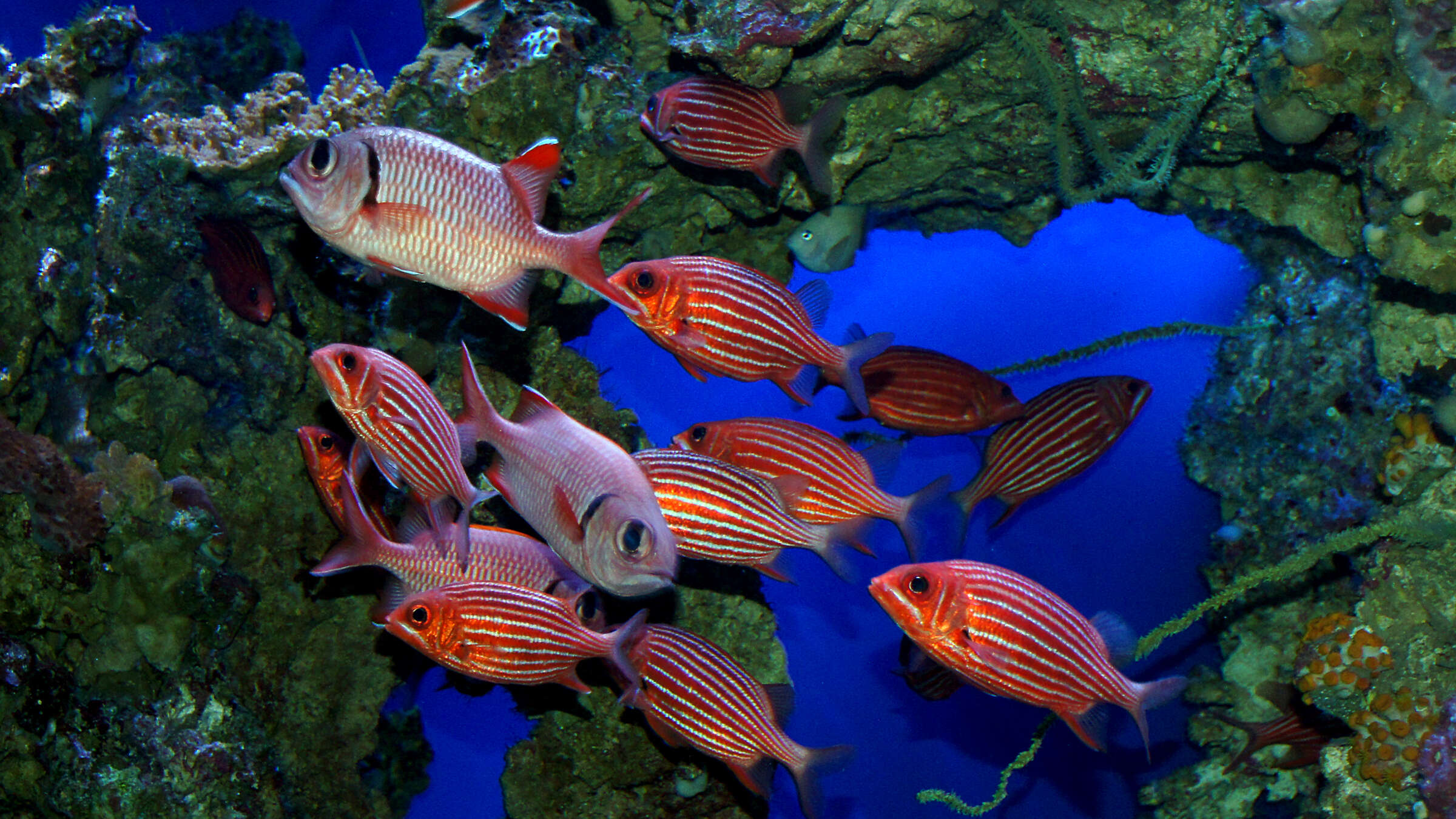 Image of Hawaiian Squirrelfish