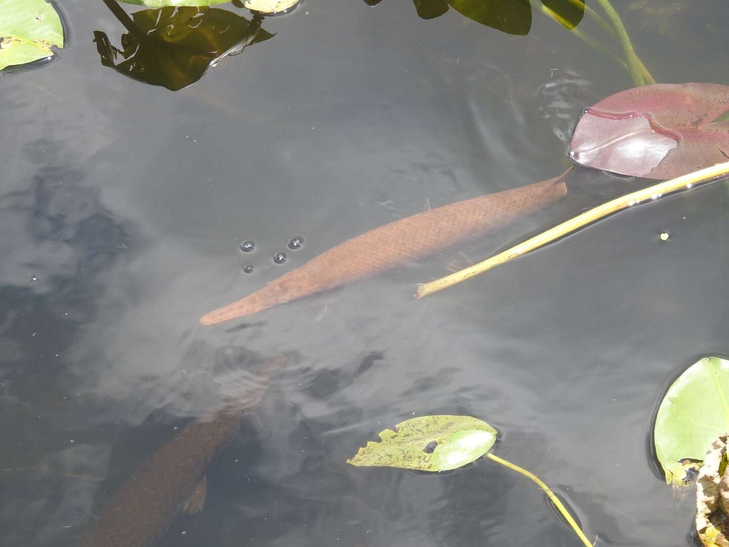 Image of Florida Gar