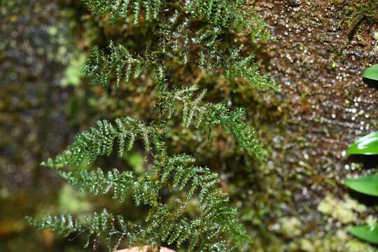 Image of aerialroot bristle fern