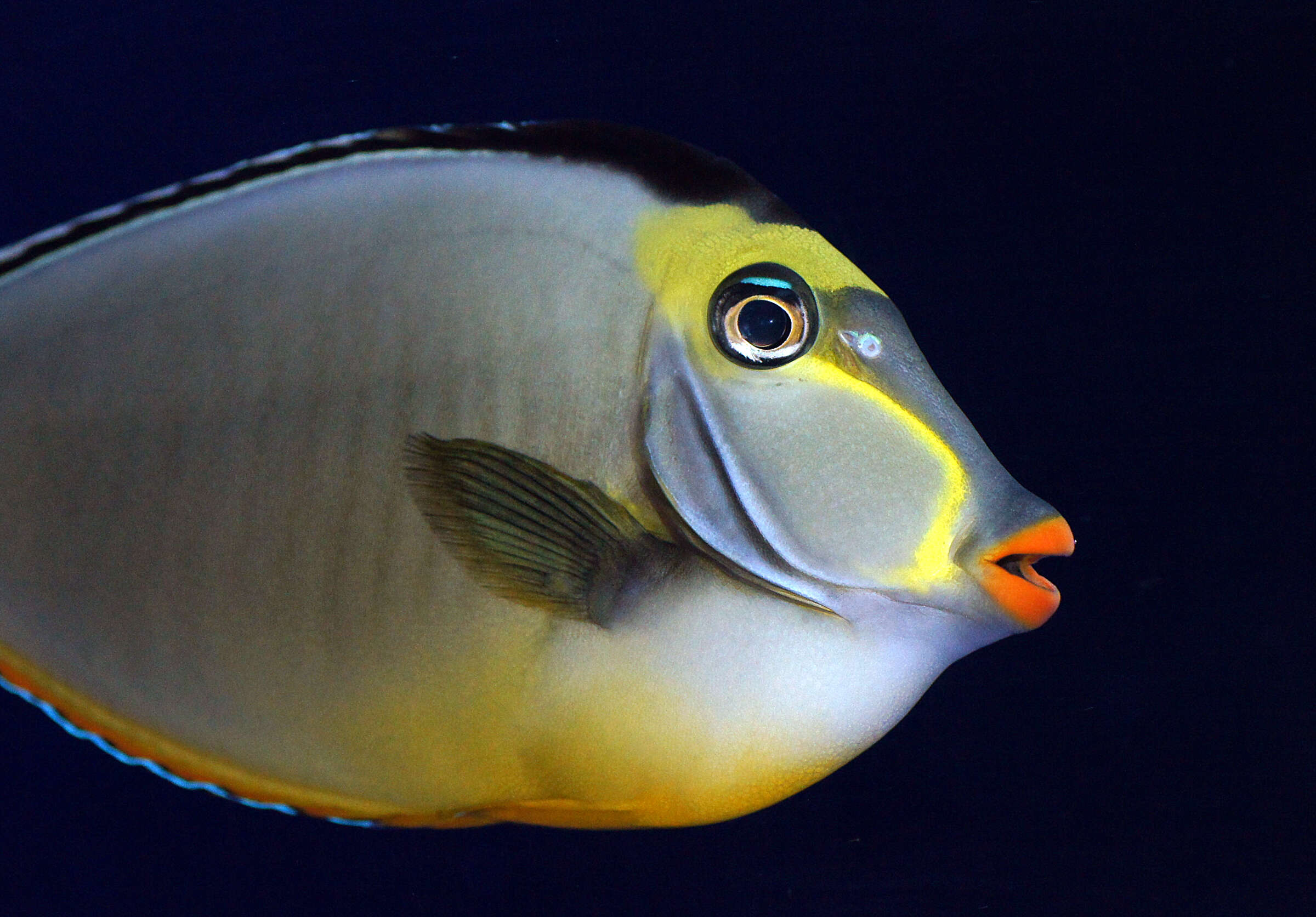 Image of Barcheek Unicornfish