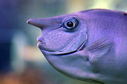 Image of Banded Unicornfish