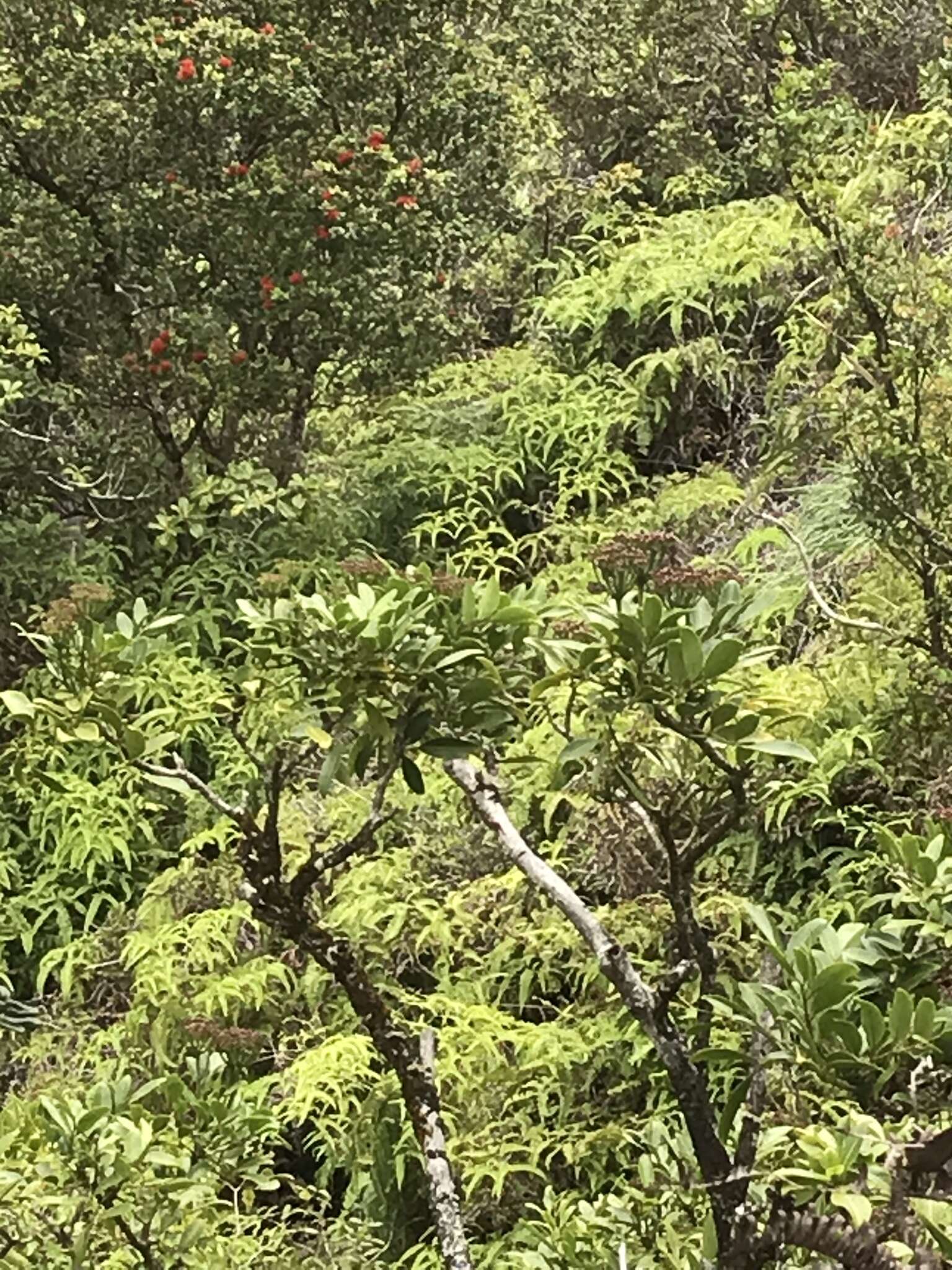 Polyscias oahuensis (A. Gray) Lowry & G. M. Plunkett的圖片