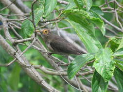 Image of Spectacled Thrush