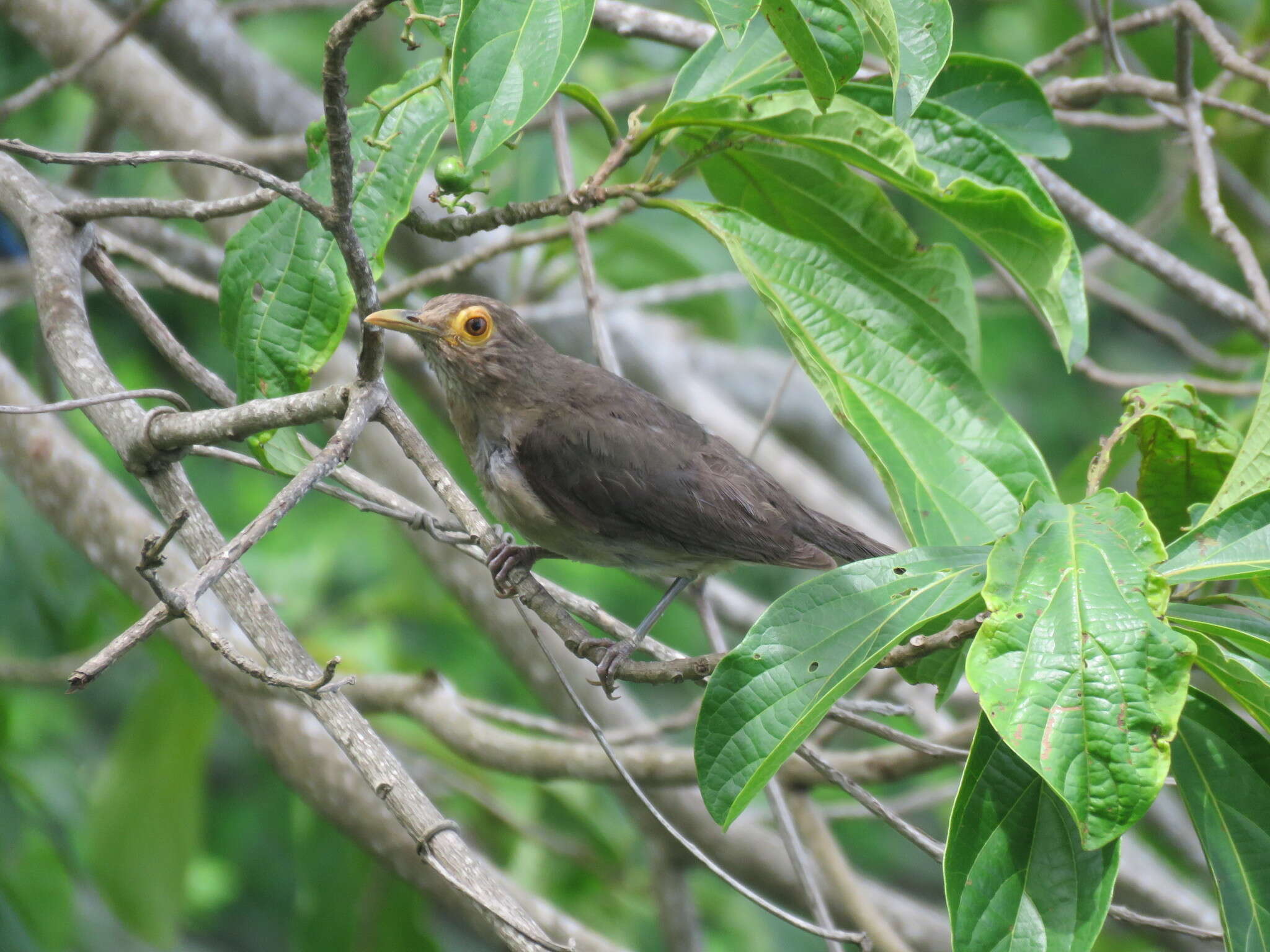 صورة Turdus nudigenis Lafresnaye 1848