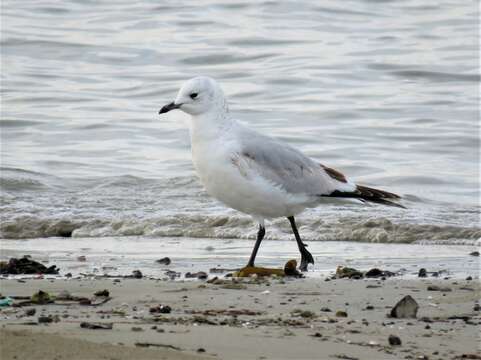 Image of Relict Gull