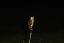 Image of Eastern Grass Owl
