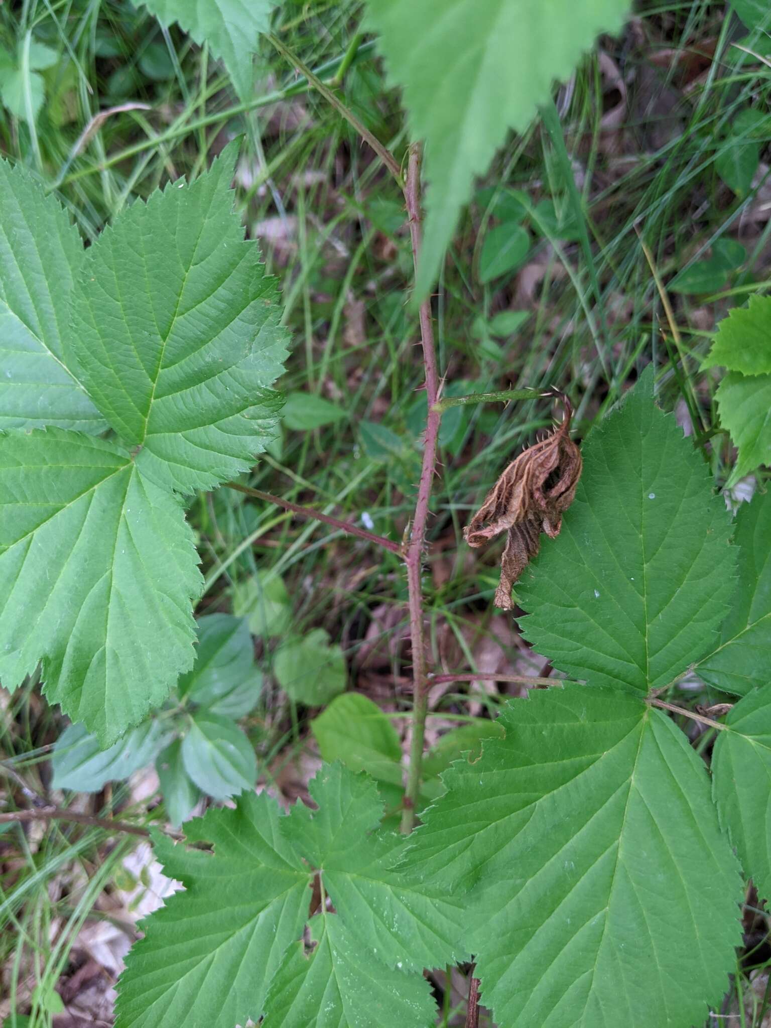 Image of Wisconsin blackberry