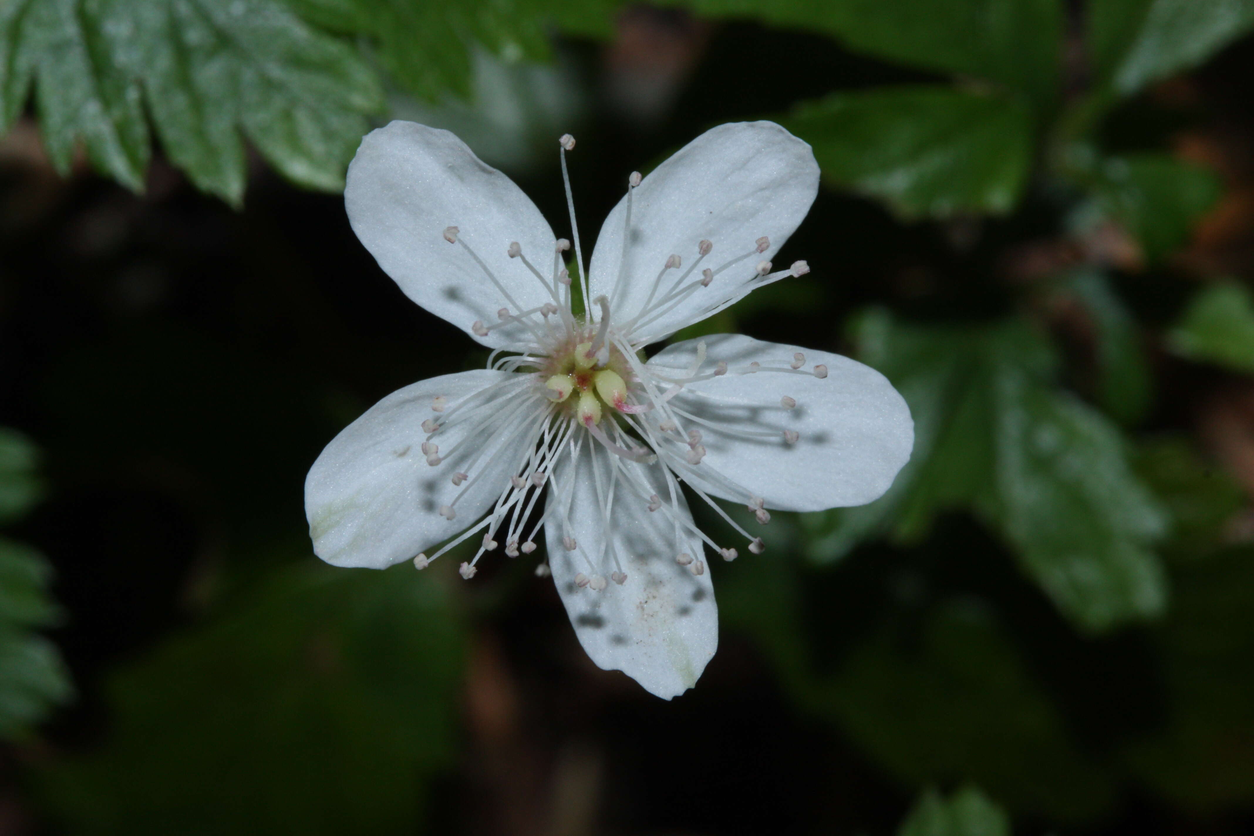 Rubus pedatus Sm. resmi