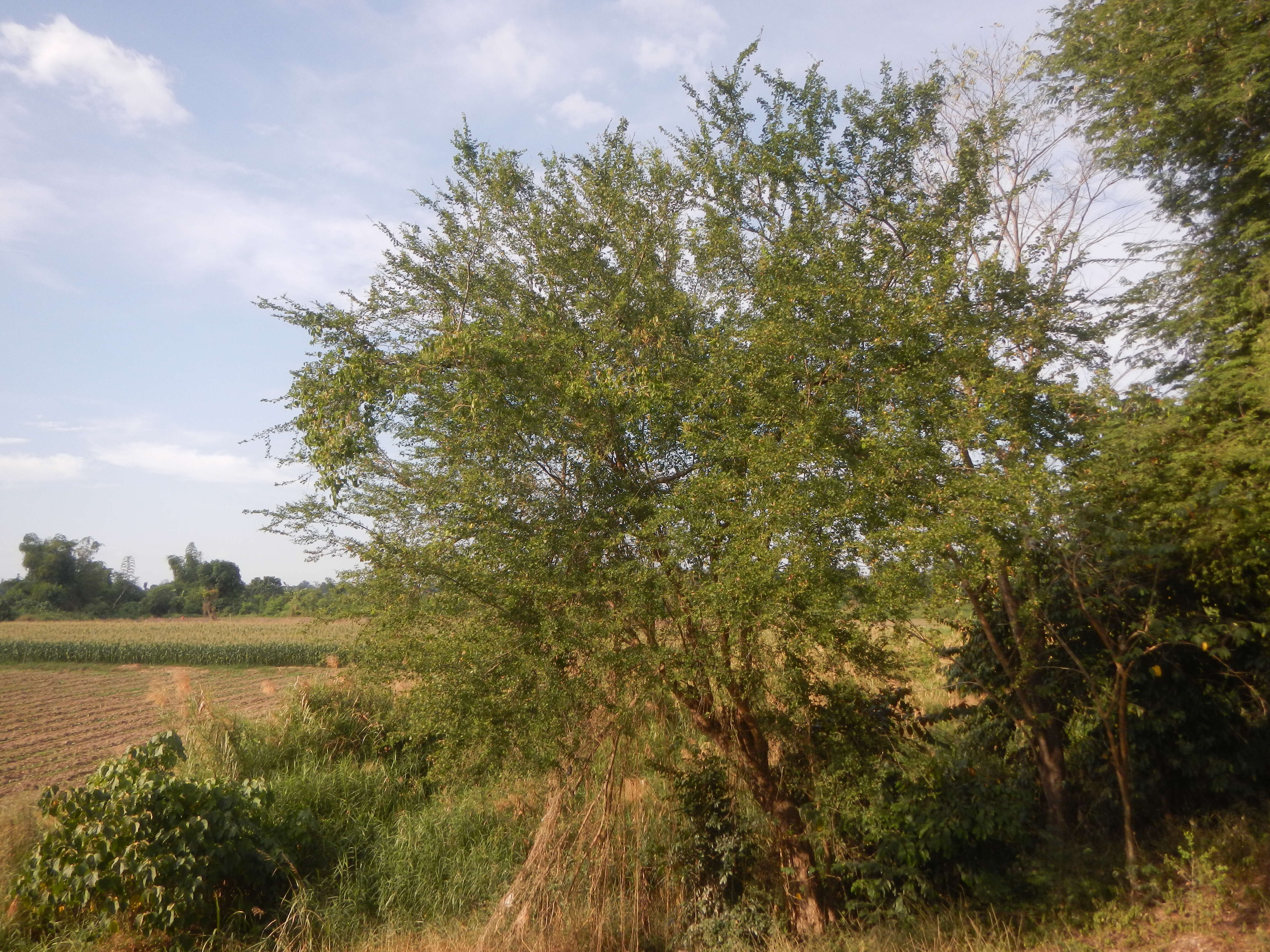 Plancia ëd Pithecellobium dulce (Roxb.) Benth.