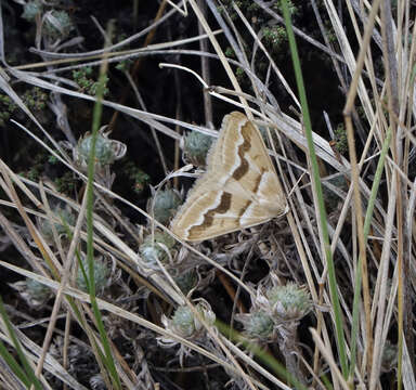 Imagem de Rhodostrophia jacularia