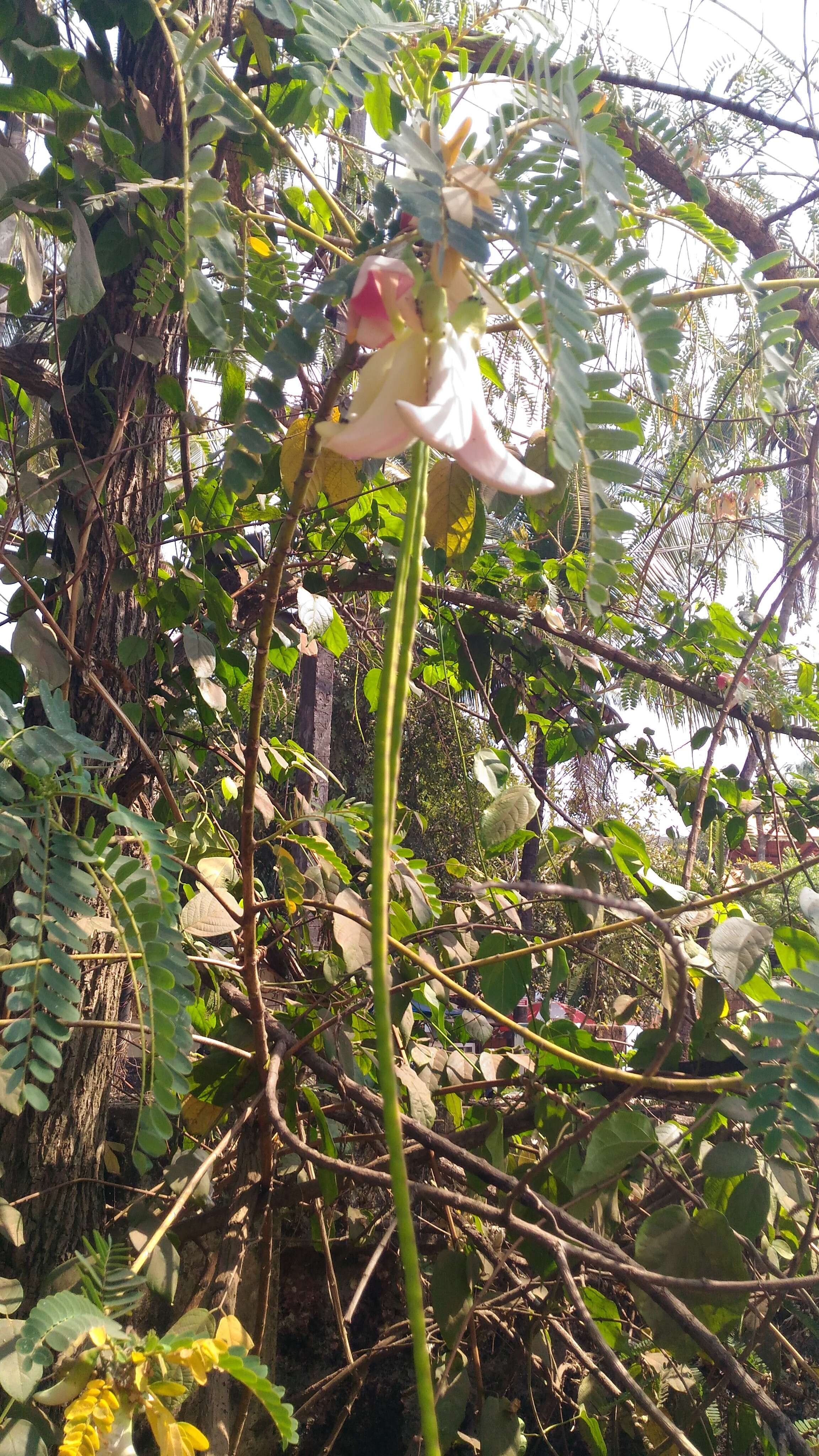 Слика од Sesbania grandiflora (L.) Pers.