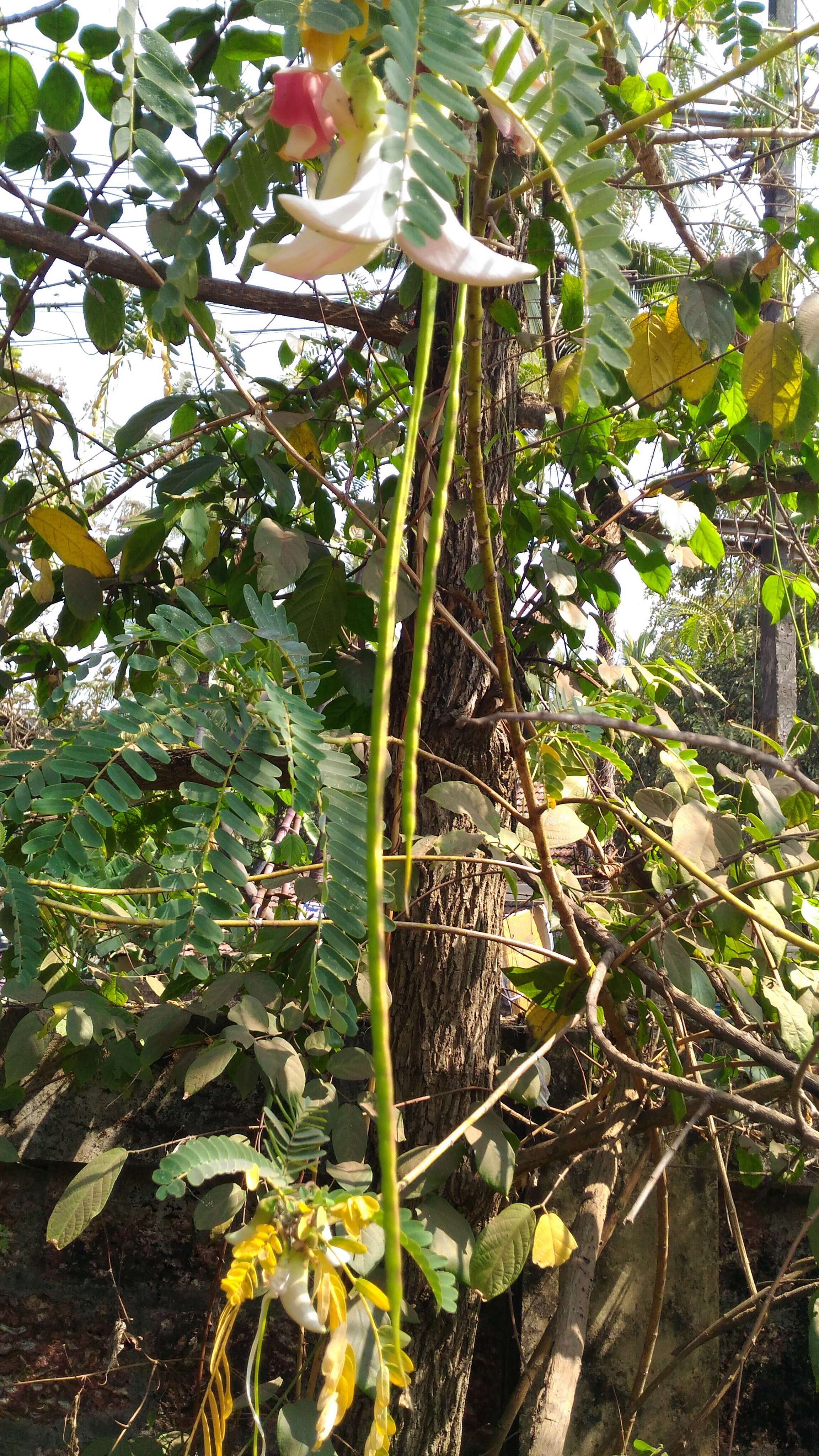 Слика од Sesbania grandiflora (L.) Pers.