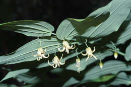 Image of claspleaf twistedstalk