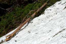 Image of Canoe Cedar