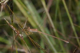 Image of Dusky Spreadwing