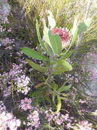 Image of Protea lorifolia (Salisb. ex Knight) Fourc.