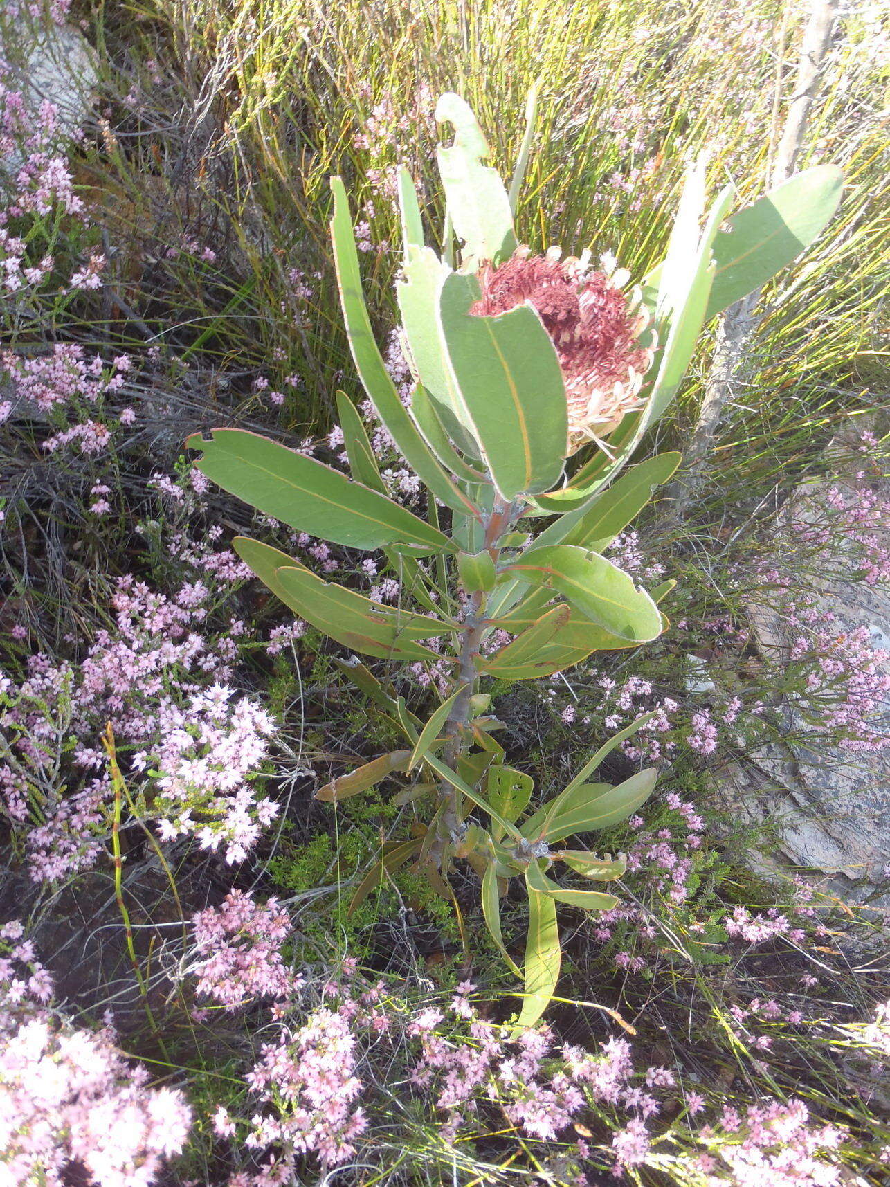 Image of Protea lorifolia (Salisb. ex Knight) Fourc.