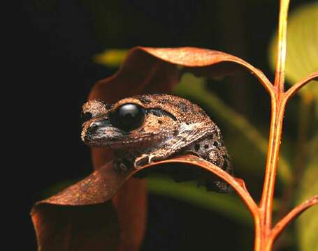 Image of Leptobrachium ingeri Hamidy, Matsui, Nishikawa & Belabut 2012