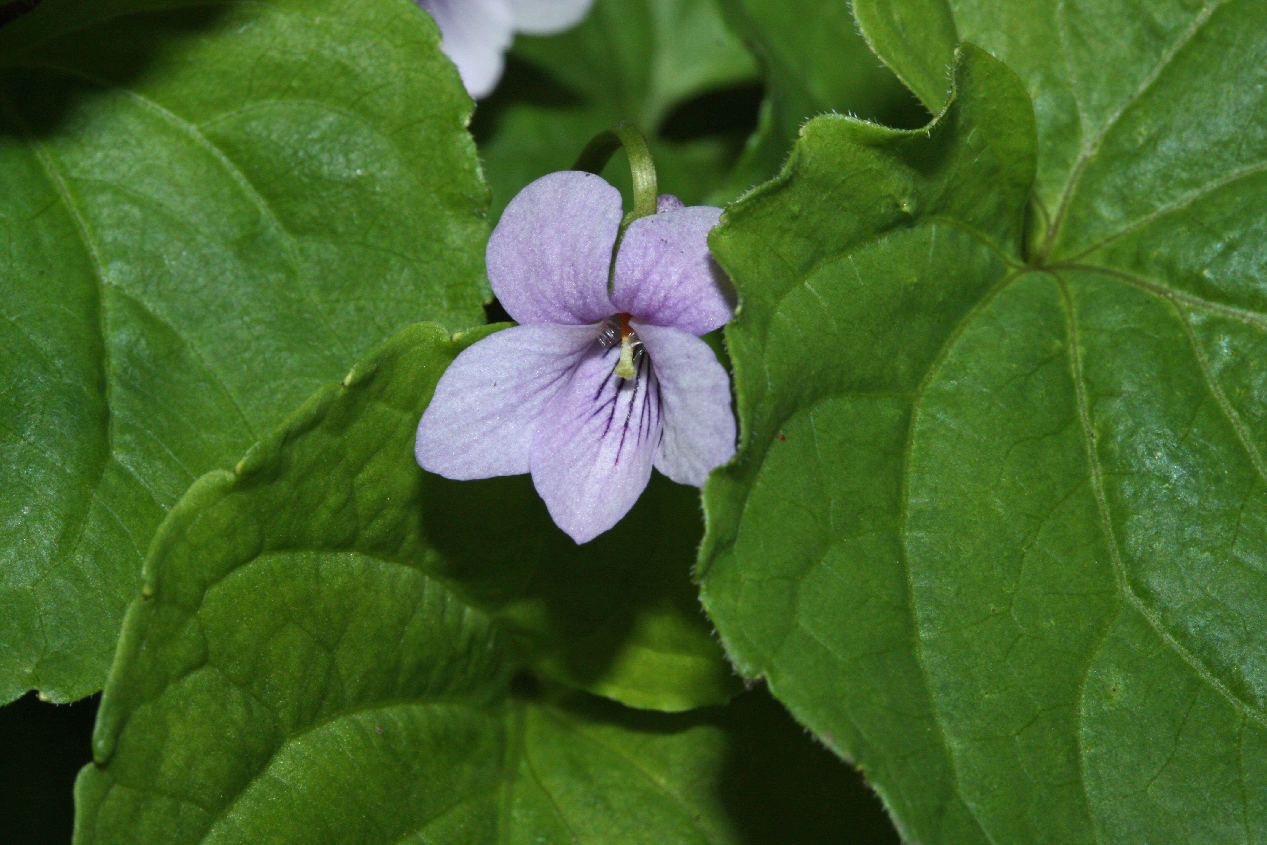 Plancia ëd Viola palustris L.