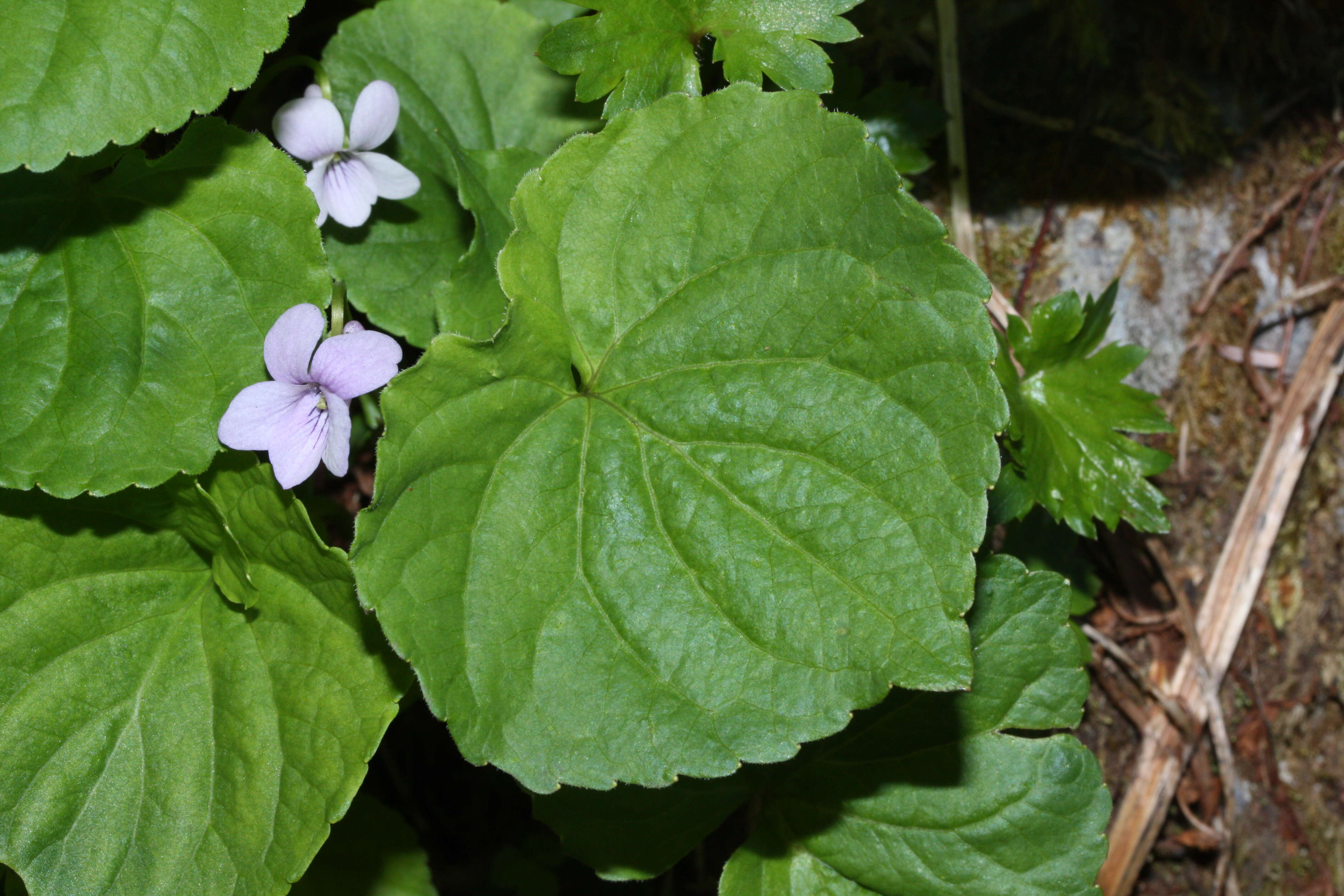 Plancia ëd Viola palustris L.