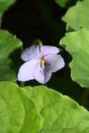 Image of marsh violet