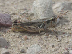 Image of Melanoplus confusus Scudder & S. H. 1897