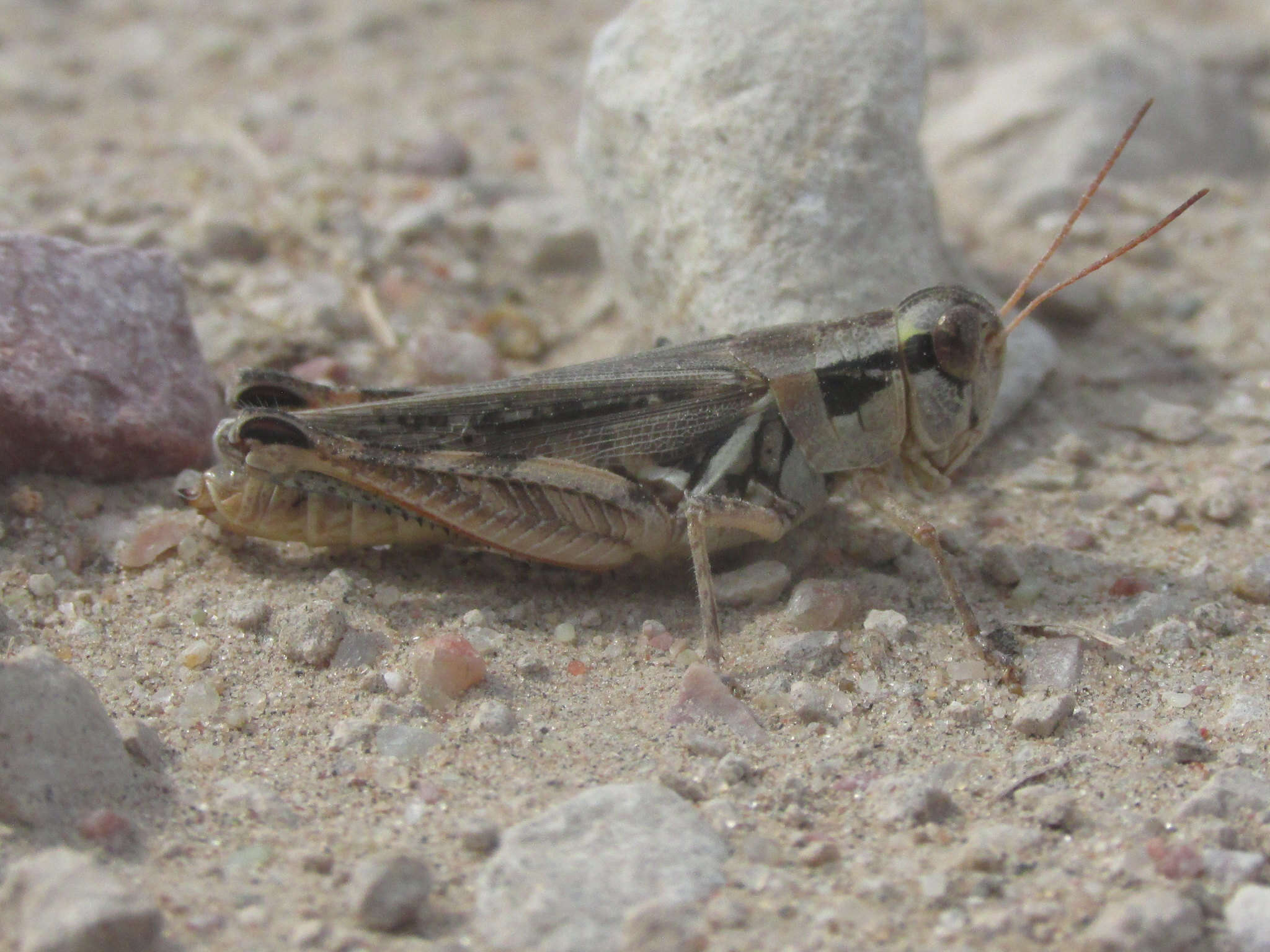 Melanoplus confusus Scudder & S. H. 1897的圖片