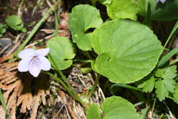 Image of marsh violet