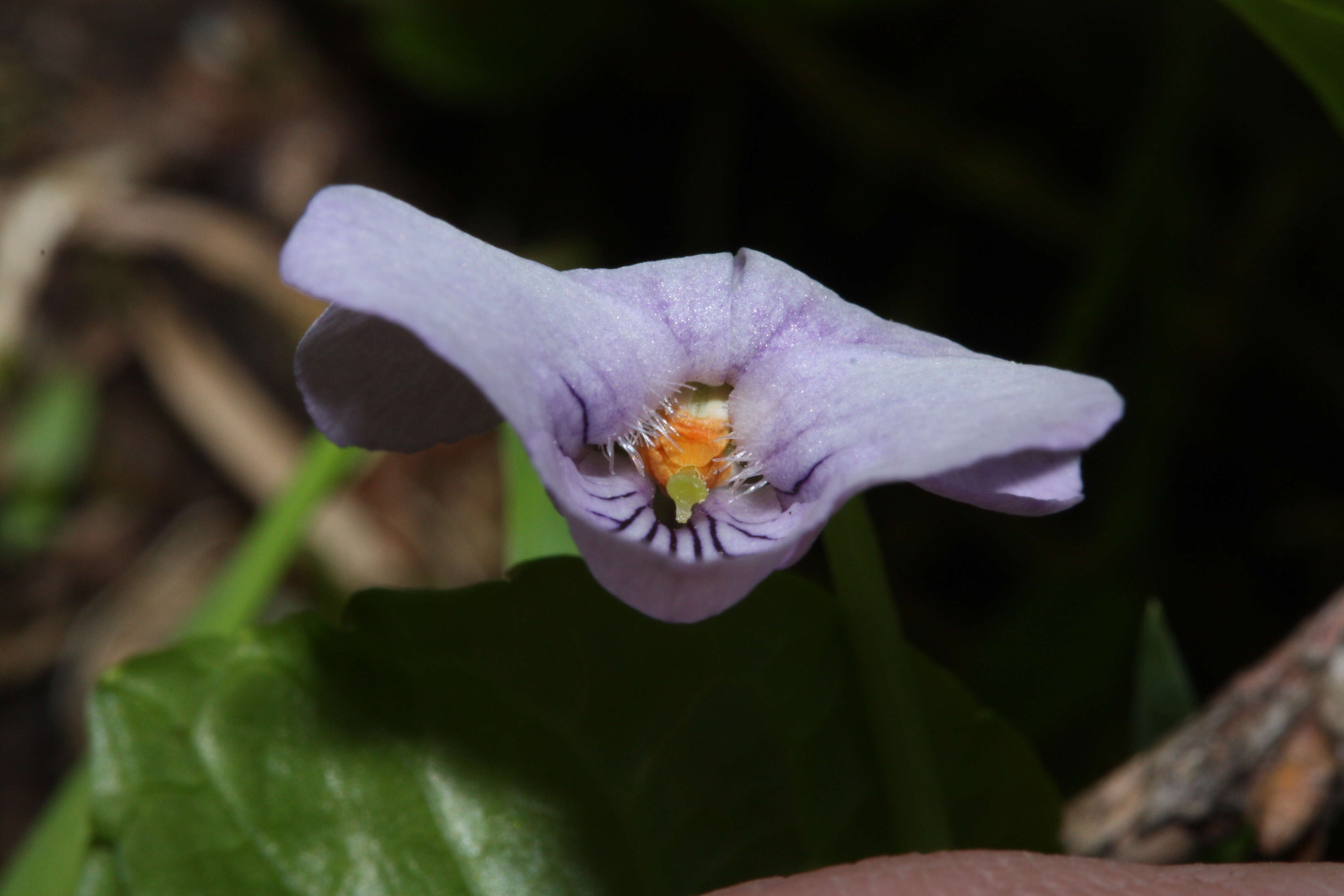 Plancia ëd Viola palustris L.