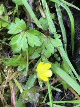 Imagem de Ranunculus taisanensis Hayata