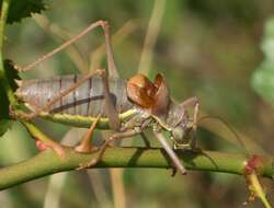 Image of saddle-backed bush-cricket