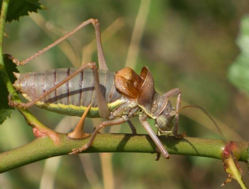 Image of saddle-backed bush-cricket