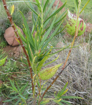 Слика од Gomphocarpus fruticosus subsp. fruticosus