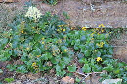 Image of fatsia