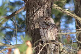 Image of Barred Owl