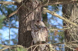 Image of Barred Owl