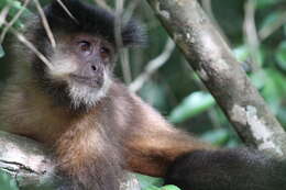 Image of Black Capuchin