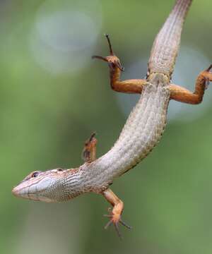 Image of Japanese Grass Lizard