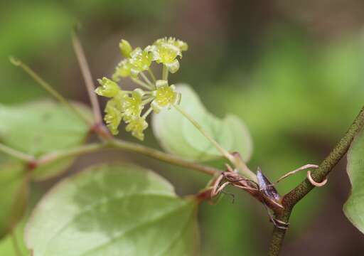 Image of China root