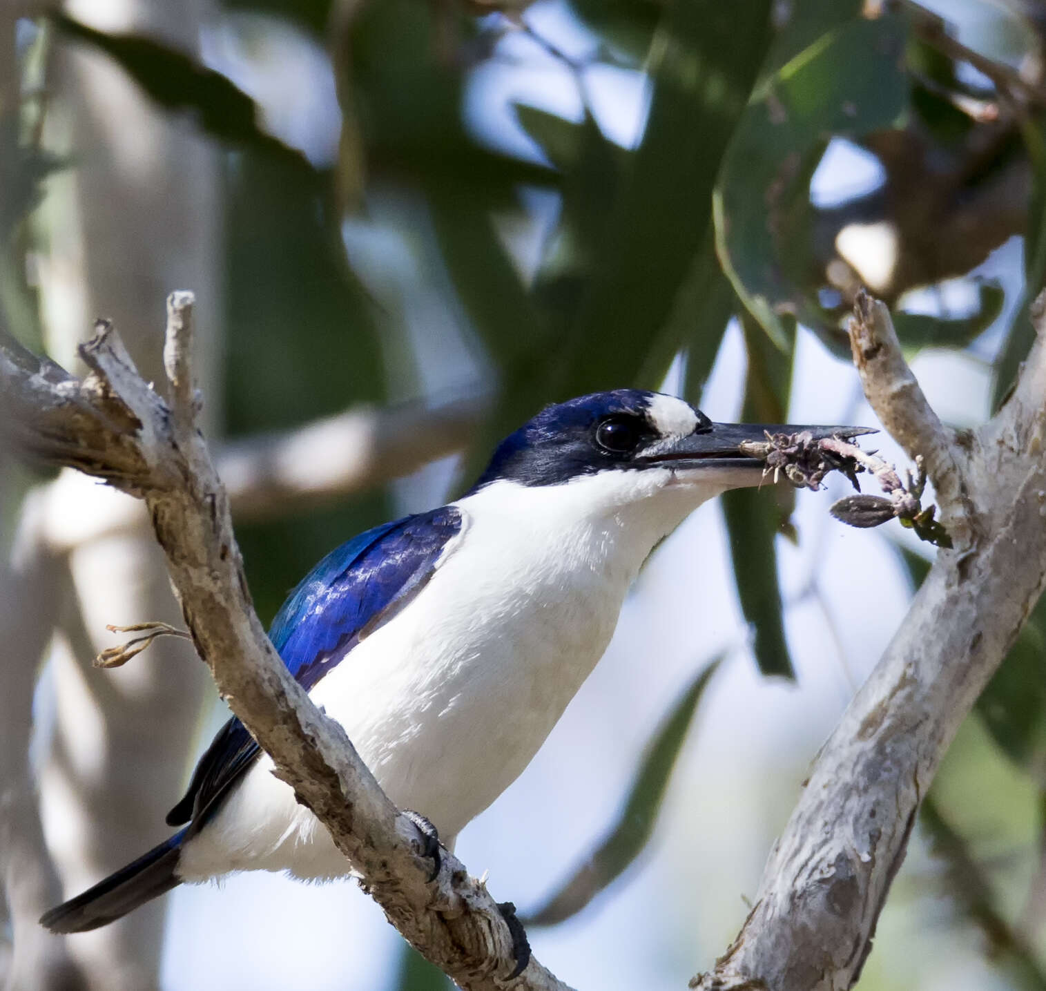 Sivun australianmetsäkalastaja kuva