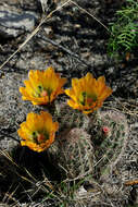 Image de Echinocereus roetteri (Engelm.) Rümpler