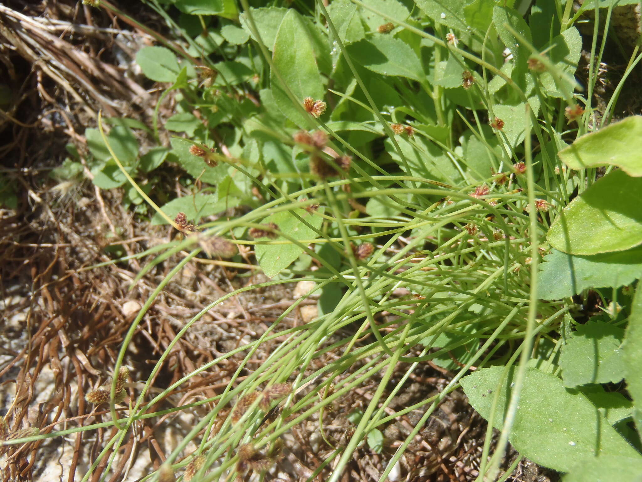 Image of Small-Flower Halfchaff Sedge