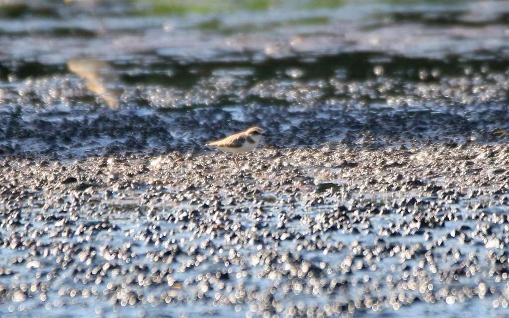 Слика од Charadrius javanicus Chasen 1938