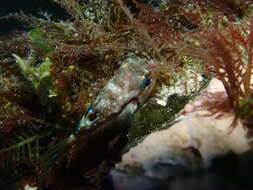 Image of Brown-lined Puffer