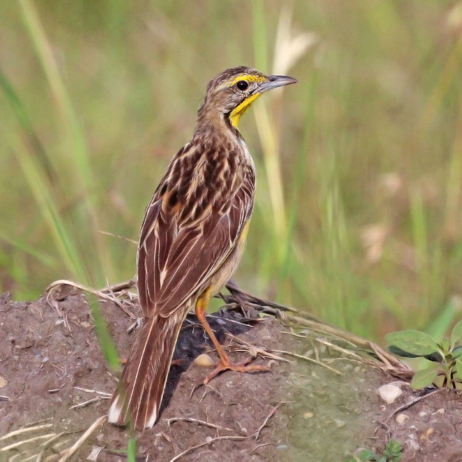 Image of Yellow-throated Longclaw