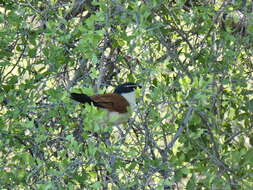 Plancia ëd Centropus senegalensis flecki Reichenow 1893