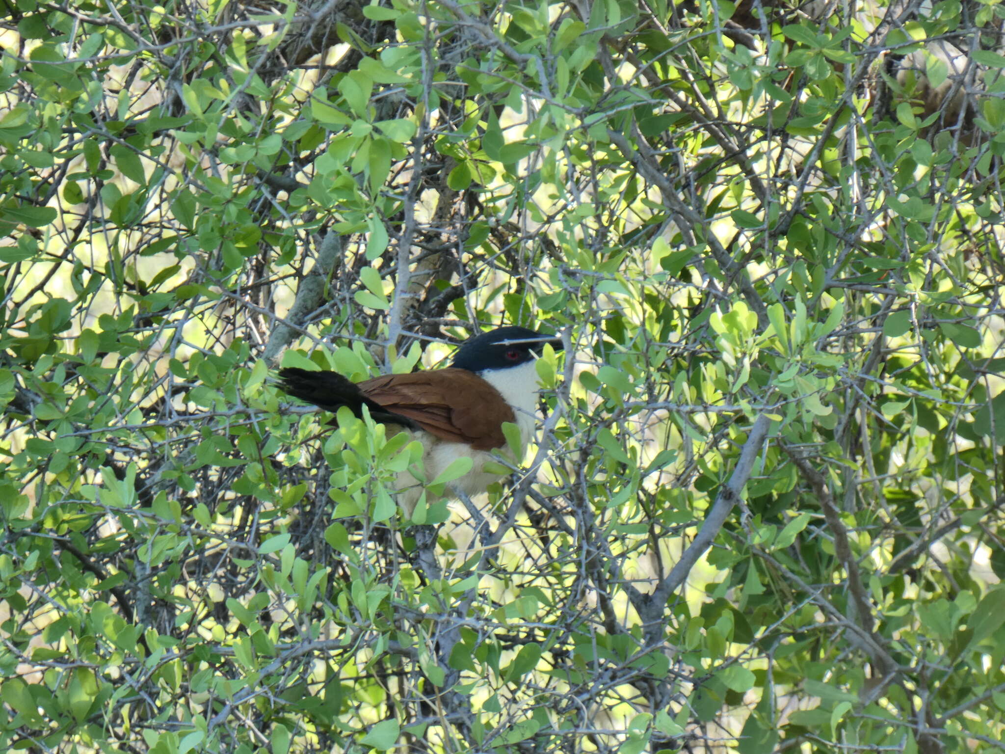 Plancia ëd Centropus senegalensis flecki Reichenow 1893